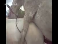 Horses in their mating season